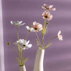 Cosmea LUMINOSA 67 cm apricot