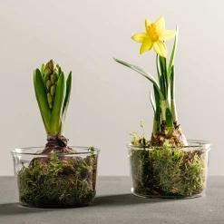 Schale VETRO 9 cm 2er-Set + 2 Eislöffel